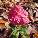 사봉농장 이미지