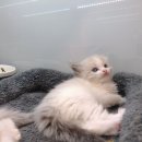 강아지고양이 미유펫 청주점 이미지