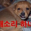 지피자 이미지