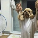 개.DOG 이미지