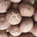 버섯생농장 이미지