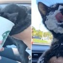 캣푸치노 이미지