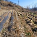 황금터농장 이미지