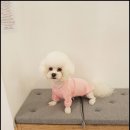 제니스펫 이미지