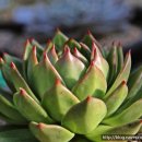 마리아 농장 이미지