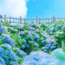 보라목장 이미지