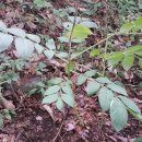 백선농장 이미지