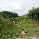 청보릿골 이미지