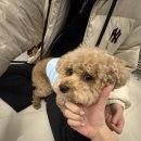 어서오시개