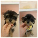 아토 강아지 미용실 이미지