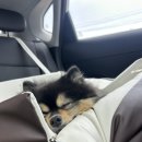 레인바우 이미지