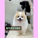 룰루 애견샵 이미지