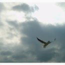 부산갈메기 이미지