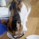 아띠동물병원 이미지