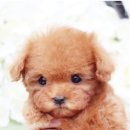 부산 강아지분양 도로시펫 이미지