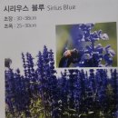 루피너스/버베나/금어초/로벨리아/향기알리섬/하설초/마가레트/니나리아/구름국화/스칼렛팬지/무늬금계국/장백패랭이/기생초/ 이미지