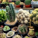 다미농원 | 논산 [꽃다미다육농원] 다녀온 후기