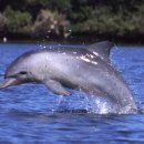 돌고래 이미지