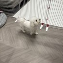 조이 애견 유치원 | 부산 명지 애견유치원·호텔에서는 조용한데 집에서 짖는 강아지훈련