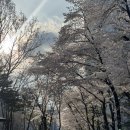 당현천 차없는거리 이미지