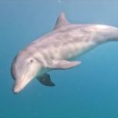 강원도 양양, 강릉 앞바다에 나타난 외톨이 돌고래 이미지