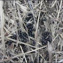 진달래농장 이미지