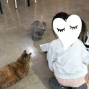 모할고양