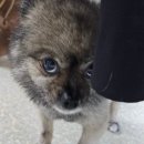 대송횟집 | 개랑 통영 욕지도 3박4일 여행 계획/계획대로 되는거 하나도없다.