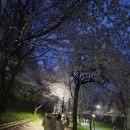 2814 | 양재천 벚꽃 축제 현재 상황 및 주간 야간 방문 후기