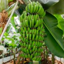 몽키바나나 이미지