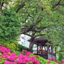 온천천시민공원 수국 이미지