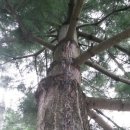 송진농장 이미지