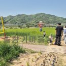 청보리축제장 이미지