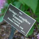 진해구 ⓒ-31 | 뉴욕 식물원 NYBG : 반 고흐의 꽃