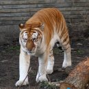 멸종위기의 동물들 - 금호랑이(Golden Tabby Tiger) 이미지