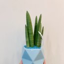 YourFlower 이미지
