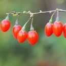 헬스케어건강원 - 아산시 동산로 110-14 | 헬스케어건강원