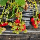 한미농장 이미지