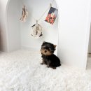 오독안심분양센터 강아지분양 고양이분양 하남점 이미지