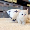 해피고양이분양 이미지