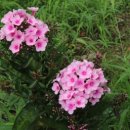 공주민박 이미지