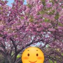 경서대로 | 사천 가볼만한곳 추천｜진양호 겹벚꽃+와인갤러리 코스, 아이와 함께한 감성 와인체험 후기🌸
