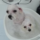 댕이쌀롱 이미지