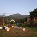 장수양봉원 | 아밤꿀 채취후기 성근양봉원 꿀아저씨