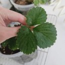 형제농약 이미지