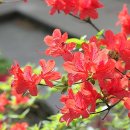 연산홍 - 용인시 처인구 한터로 34 | 연산홍