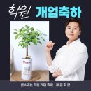 이룸최현숙국어전문학원 | 2026 새학기 학원 개업선물 추천 키우기 쉬운 화분으로