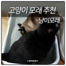 고양이모래 벤토나이트 냥이모래 추천