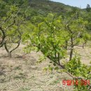 대추나무 이미지