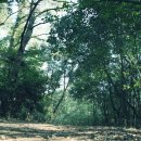 선흘리 백서향 및 변산일엽군락 이미지